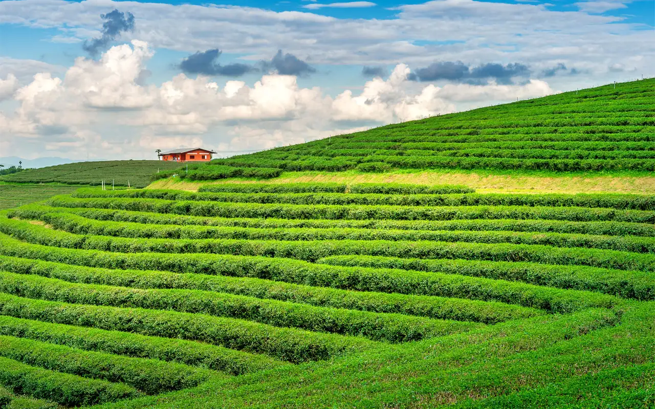 Kerala Tea Fields picture